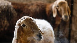 Более 635 тонн шерсти получили овцеводы Ставрополья в 2022 году 