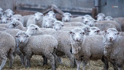 На Ставрополье расширят экспорт продукции овцеводства и козоводства