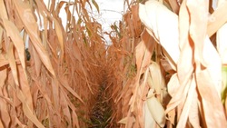 Ставропольские аграрии начали убирать кукурузу