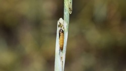 На полях Туркменского округа обнаружили гусеницу-вредителя