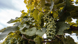 Около 100 миллионов рублей направят на развитие виноградарства и виноделия на Ставрополье