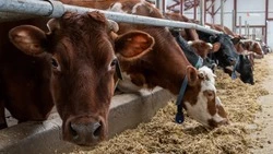 Ставропольские племхозяйства получили субсидии в размере 362,5 миллиона рублей 