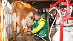 Фермеры из Туркменского округа развивают молочное хозяйство благодаря господдержке 