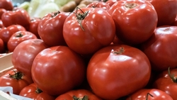 Аграрии Ставрополья производят до 90 тонн овощей ежегодно