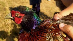 В Туркменском округе на волю выпустили 200 фазанов