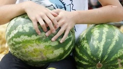 Фермеры Ставрополья приступили к уборке бахчевых культур 