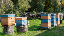 Пчеловодов Ставрополья предупредят о химической обработке полей