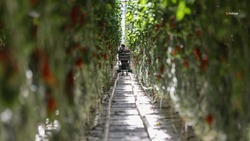 На Ставрополье к 2024 году нарастят объёмы производства тепличных овощей