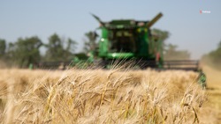 Урожайность зерновых в Туркменском округе составила почти 32 ц/га