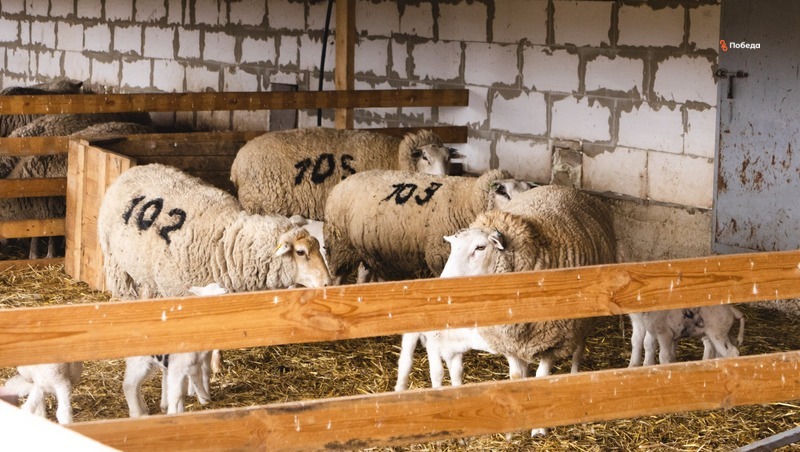 Потомственный овцевод развивает хозяйство на Ставрополье благодаря господдержке 