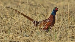 Число охотничьих ресурсов на Ставрополье выросло на 5-10%