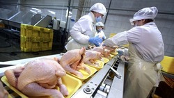 Производство мяса птицы выросло на Ставрополье на 3%