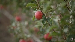 Сбор летних сортов яблок проходит на Ставрополье