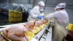 Производство мяса птицы выросло на Ставрополье на 3%